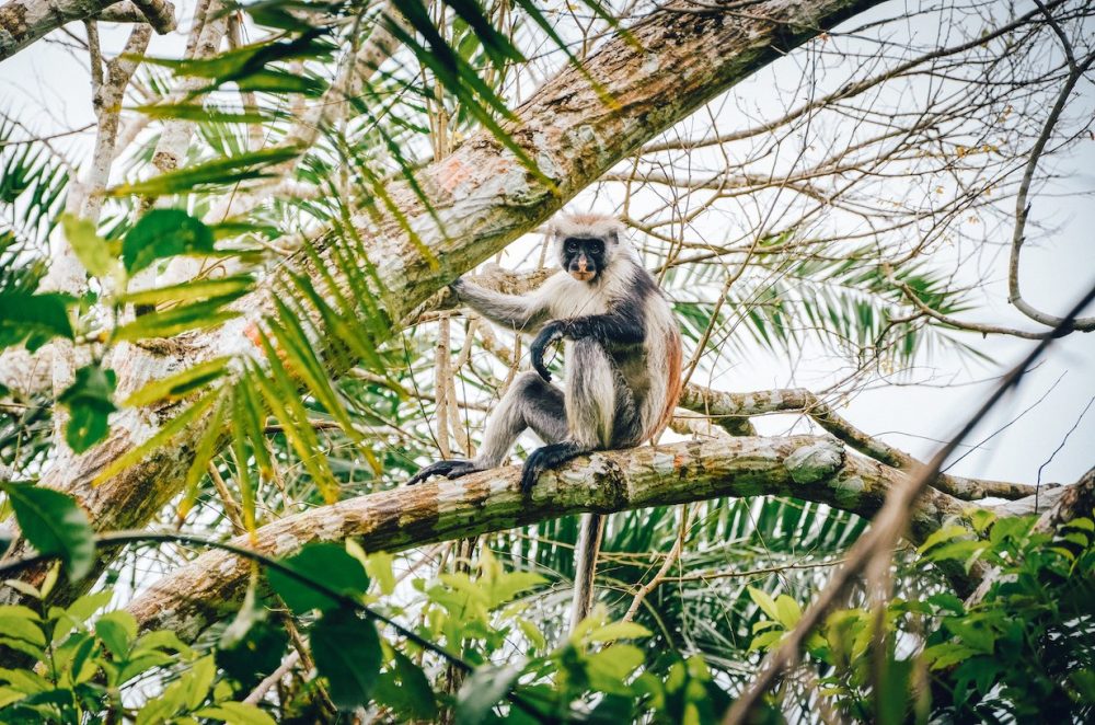 Red Colobus Affe im Jozani Nationalpark, Sansibar