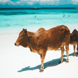 Kühe am Strand von Nungwi, Sansibar