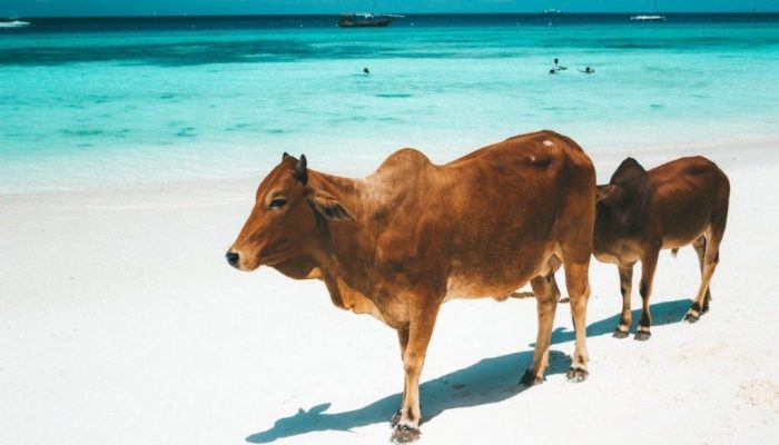 Kühe am Strand von Nungwi, Sansibar
