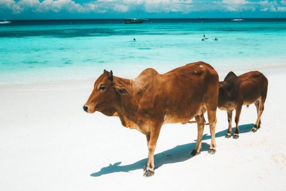 Kühe am Strand von Nungwi, Sansibar