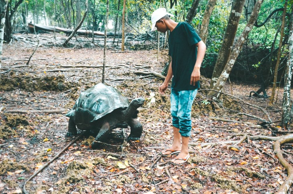 Riesenschildkröte auf Prison Island, Sansibar